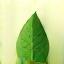 icona foglia sostenibilità